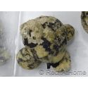 Cittarium pica