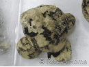 Cittarium pica