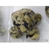 Cittarium pica
