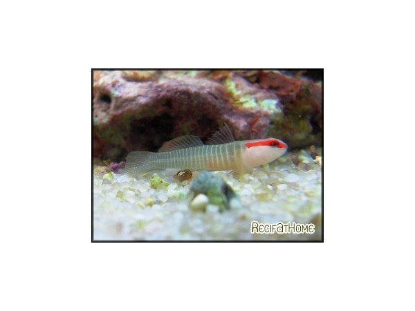 Gobiosoma multifasciatum