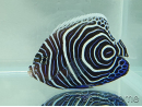 Pomacanthus imperator juvénile