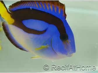 Paracanthurus hepatus ventre Jaune M