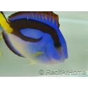 Paracanthurus hepatus ventre Jaune M
