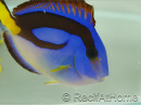 Paracanthurus hepatus ventre Jaune M