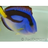 Paracanthurus hepatus ventre Jaune M