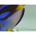 Paracanthurus hepatus ventre Jaune M