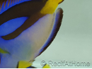 Paracanthurus hepatus ventre Jaune M