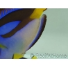 Paracanthurus hepatus ventre Jaune M
