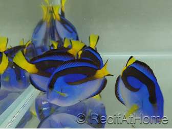Paracanthurus hepatus ventre Jaune M