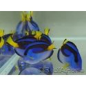 Paracanthurus hepatus ventre Jaune M