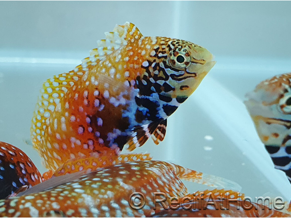 Macropharyngodon Bipartitus