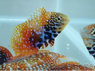 Macropharyngodon Bipartitus