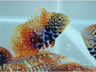 Macropharyngodon Bipartitus