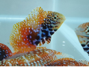 Macropharyngodon Bipartitus