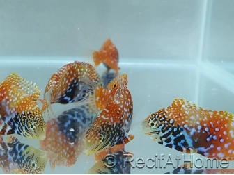 Macropharyngodon Bipartitus