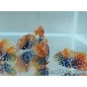 Macropharyngodon Bipartitus