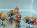 Macropharyngodon Bipartitus