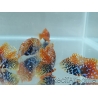 Macropharyngodon Bipartitus