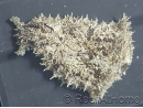 Dolabella auricularia 