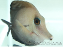 Zebrasoma scopas M