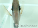 Zebrasoma scopas M