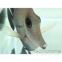 Zebrasoma scopas M