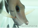 Zebrasoma scopas M