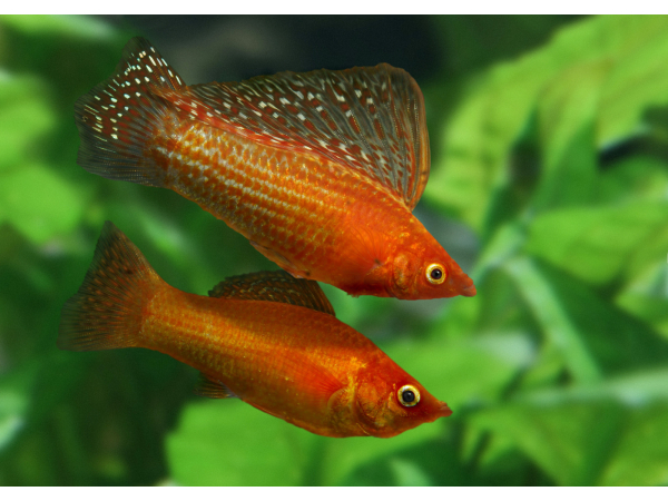 Molly velifera mix - Poecilia latipina