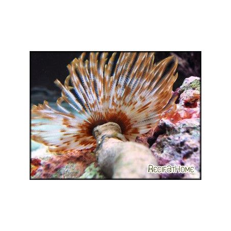 Sabellastarte magnifica CARAIBES