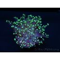 Euphyllia paradivisa greenish S