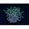 Euphyllia paradivisa greenish S