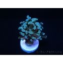Euphyllia paraancora Vert Taille S