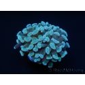 Euphyllia paraancora Vert Taille S