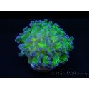 Euphyllia paradivisa green fluo S pointes violettes