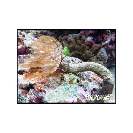 Sabellastarte magnifica CARAIBES