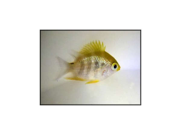 Chromis analis