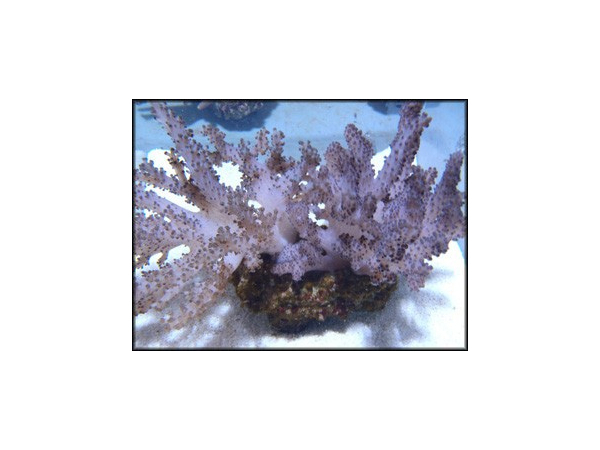 Alcyonium sp.