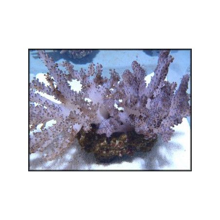 Alcyonium sp.