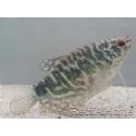 Gourami Cosby - Trichogaster cosby