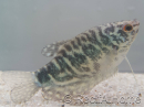 Gourami Cosby - Trichogaster cosby