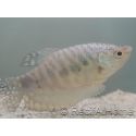 Gourami Cosby - Trichogaster cosby