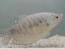 Gourami Cosby - Trichogaster cosby