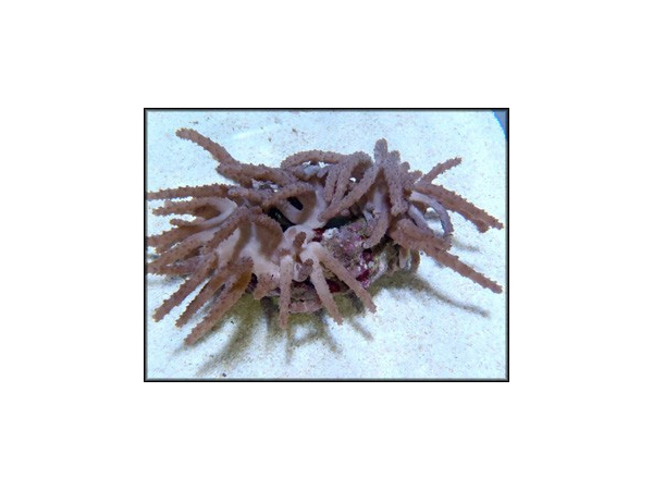Paralemnalia sp.