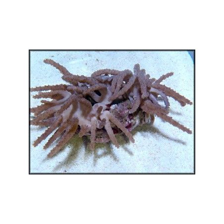Paralemnalia sp.