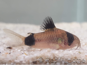 Corydoras panda - Corydoras panda