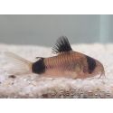 Corydoras panda - Corydoras panda