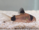 Corydoras panda - Corydoras panda