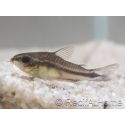 Corydoras pygmé - Corydoras pygmaeus