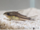Corydoras pygmé - Corydoras pygmaeus