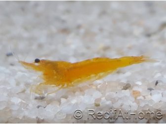 Orange shrimp (crevette)